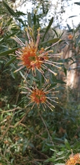 Grevillea olivacea