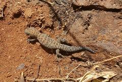 Pachydactylus affinis