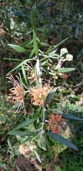 Grevillea olivacea