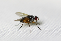 Cholomyia