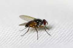 Cholomyia