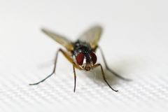 Cholomyia