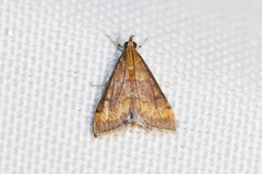 Pyrausta rubricalis