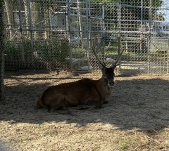 Rusa