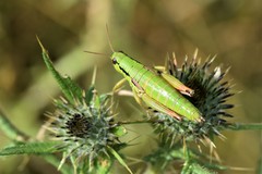 Pseudopodisma transilvanica