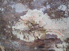 Coccotrema cucurbitula