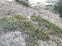Arctostaphylos franciscana