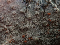 Coccotrema cucurbitula