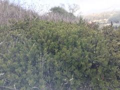 Arctostaphylos franciscana