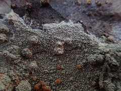 Coccotrema cucurbitula