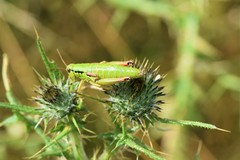 Pseudopodisma transilvanica