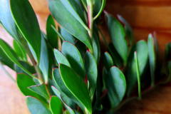 Protea venusta