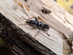 Neoclytus conjunctus