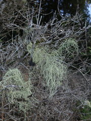 Usnea nidifica