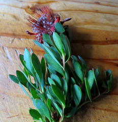 Protea venusta