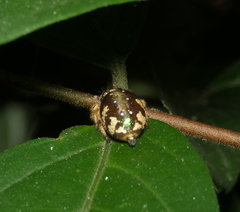 Parnaenus