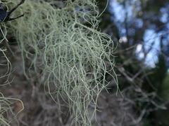 Usnea nidifica