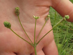 Alepidea woodii