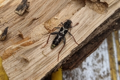 Neoclytus conjunctus