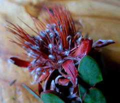 Protea venusta