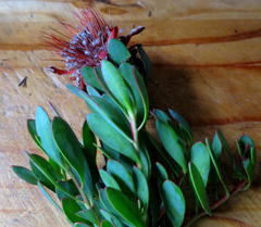 Protea venusta