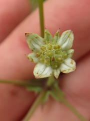 Alepidea woodii