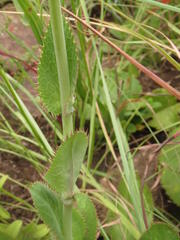 Alepidea woodii