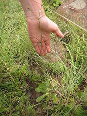 Alepidea woodii