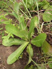 Alepidea woodii