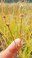 Juncus orthophyllus