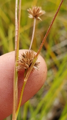 Juncus orthophyllus