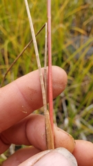 Juncus orthophyllus