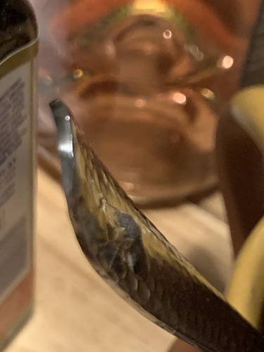 photo of Common Silverfish (Lepisma saccharina)