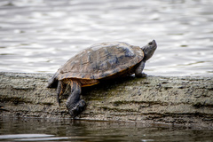 Trachemys scripta