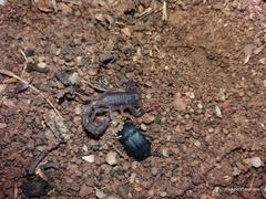 Parabuthus transvaalicus