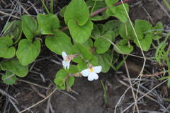 Diclis rotundifolia