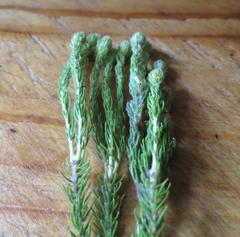 Phylica nigromontana
