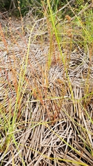 Juncus orthophyllus