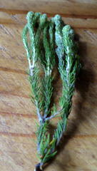 Phylica nigromontana