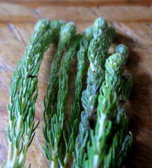 Phylica nigromontana