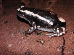 Phrynomantis bifasciatus