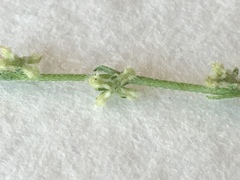 Pectocarya penicillata