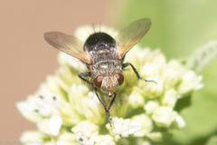 Archytas analis