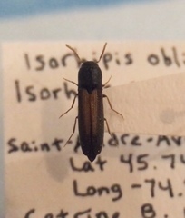 Isorhipis obliqua
