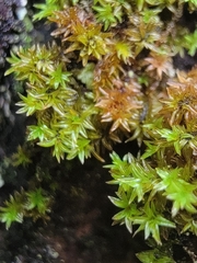 Zygodon viridissimus