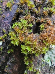 Zygodon viridissimus