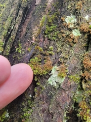 Zygodon viridissimus