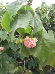 Dombeya × cayeuxii
