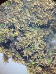 Zygodon viridissimus