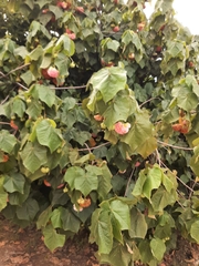 Dombeya × cayeuxii